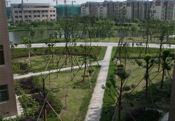 泰興市行政辦公中心大院景觀綠化工程